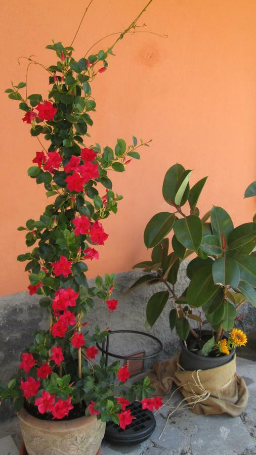 B&B Agorà Sarzana Exterior foto